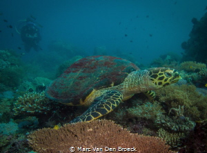 buddyturtle by Marc Van Den Broeck 